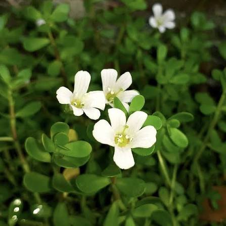 Fresh Brahmi leaves