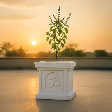 Fresh holy basil Tulsi leaves